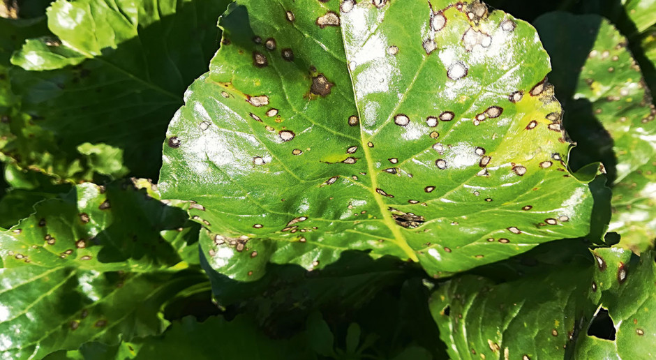 Kiedy postawi się plantatorowi buraka cukrowego pytanie o chorobę najbardziej zagrażającą tej uprawie, każdy bez zastanowienia wskaże na chwościka buraka Przy zwalczaniu chwościka liczą się czas i precyzja