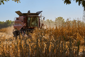 USDA: Spadek prognozy światowej produkcji pszenicy i wzrost dla kukurydzy