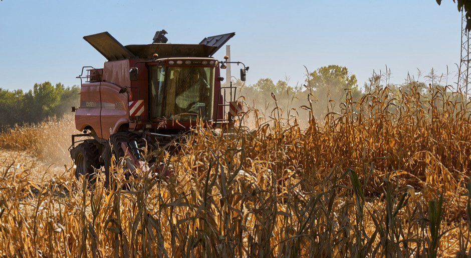 Fot.pixabay.com USDA: Spadek prognozy światowej produkcji pszenicy i wzrost dla kukurydzy