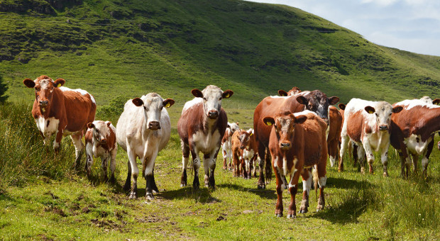 Rasy bydła mlecznego: shorthorn i normandzka