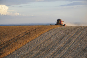  USDA: Prognoza mniejszej światowej produkcji nasion oleistych