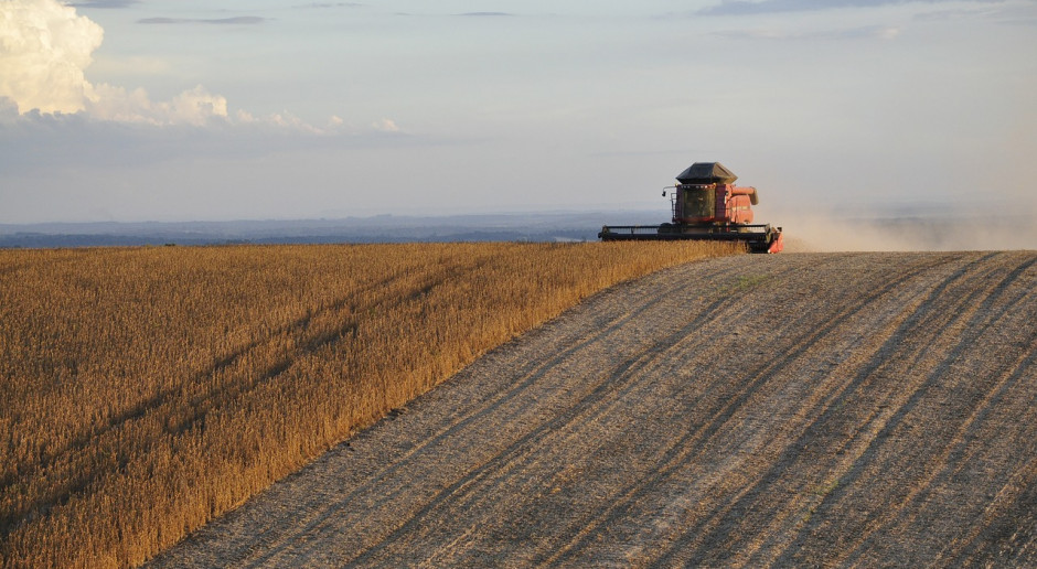 Fot.pixabay.com USDA: Prognoza mniejszej światowej produkcji nasion oleistych