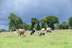 Dania: Co czwarty hodowca krów mlecznych  rezygnuje