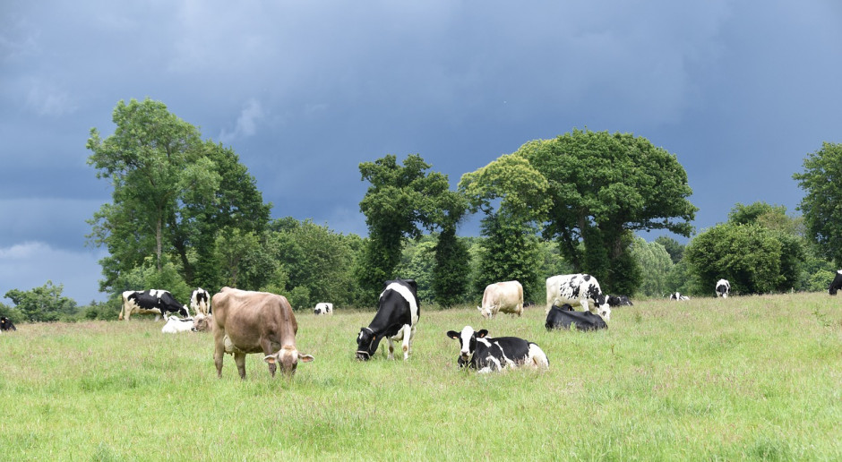 Fot. pixabay.com Dania: Co czwarty hodowca krów mlecznych rezygnuje