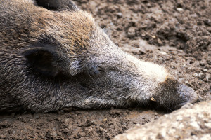 Klasyczny pomór świń w Rosji 