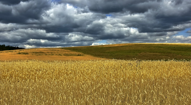 Rosja: Prognoza zbiorów zbóż skorygowana w dół