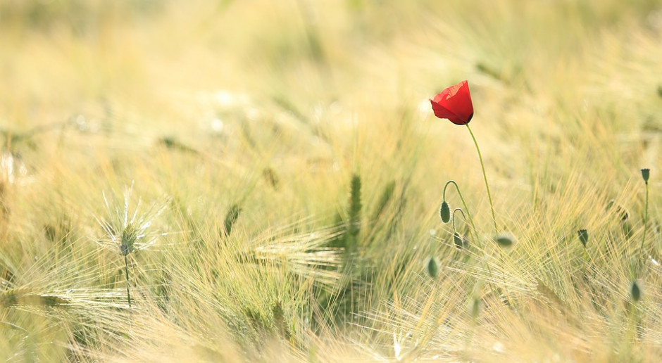 fot. Pixabay Czy można kupić w Polsce ziemię, będąc cudzoziemcem?
