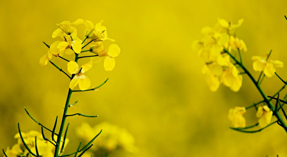 Fot. pixabay.com Spadek cen oleistych na światowych giełdach