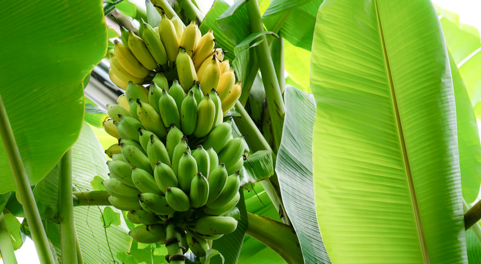 Fot. Shutterstock Uprawy bananów bezpieczniejsze dzięki sztucznej inteligencji