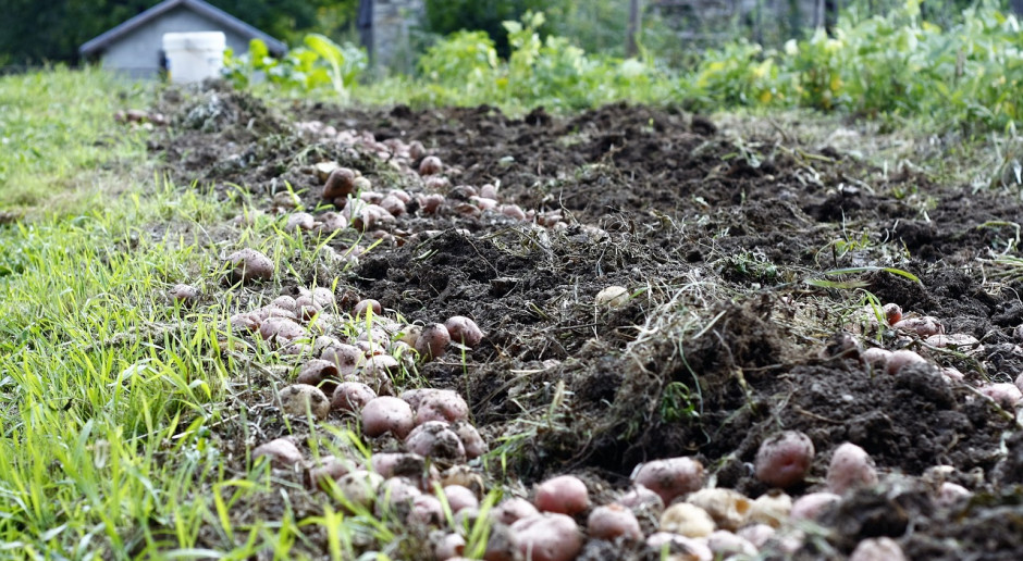 Fot. pixabay.com Rosja: Do 21 sierpnia zebrano 74,5 mln ton zbóż i bobowatych