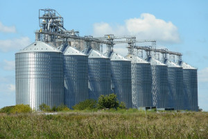Giełdy krajowe: Trwa spadek cen zbóż 