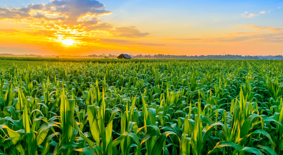 Fot. Shutterstock Spadek cen większości kontraktów zbożowych na światowych giełdach