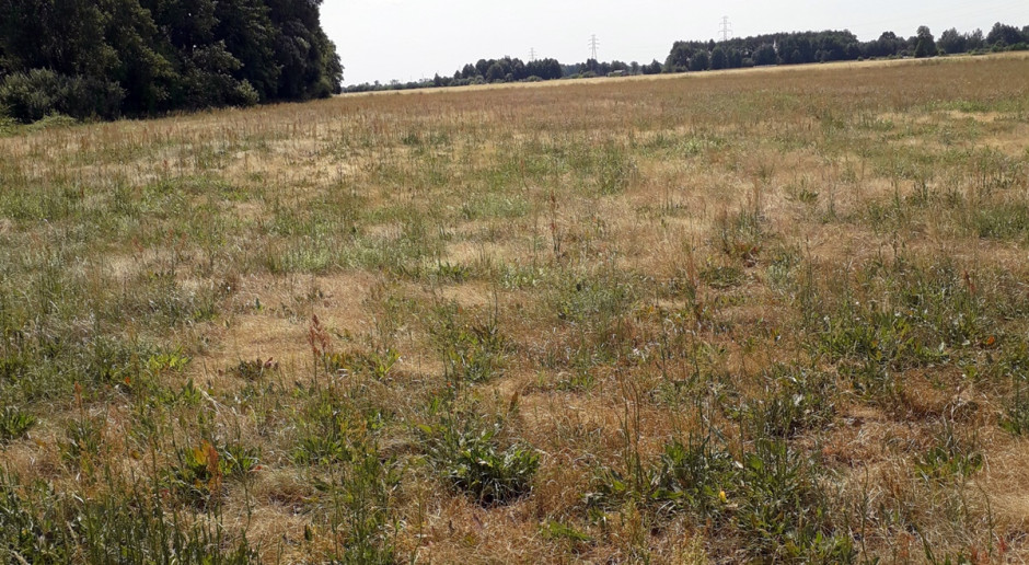Susza wpływa destrukcyjnie także na TUZ-y; Fot.; Mateusz Stachowiak Ostatni dzwonek na podsiew TUZ-ów