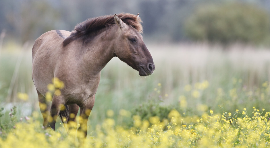 Konik polski, fot. Shutterstock Hodowla koników polskich w Popielnie będzie obchodzić 70-lecie