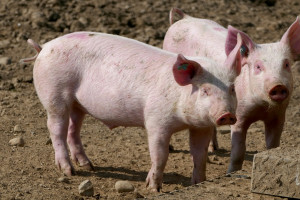 UE: Ceny świń rzeźnych 3 w 1: spadki, stabilizacja i wzrosty