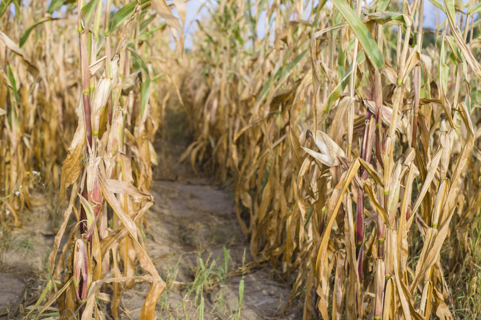 Deficyt wody dla roślin uprawnych występował w całym kraju, ale suszę rolniczą odnotowano w ośmiu województwach, fot. Shutterstock