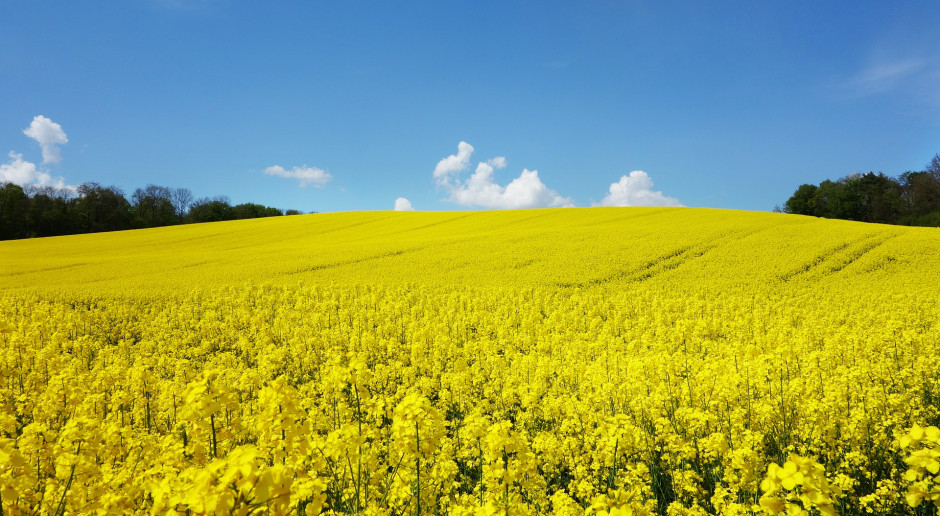 Fot. Shutterstock Cena rzepaku blisko niedawnego szczytu notowań