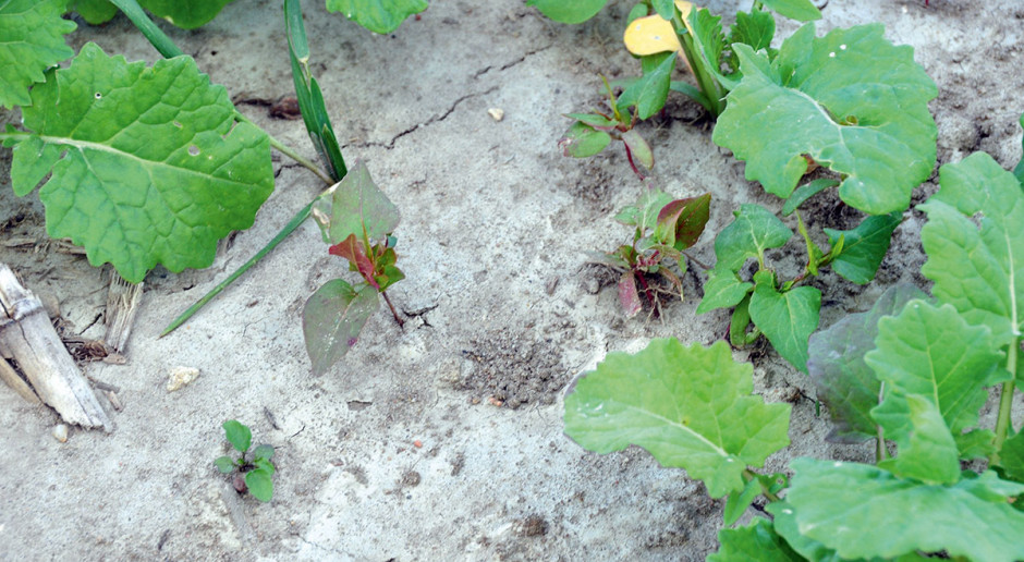 Występowanie różnych gatunków chwastów w roślinach uprawnych jest zjawiskiem naturalnym i powszechnym od początku uprawy gleby Powschodowe odchwaszczanie rzepaku ozimego