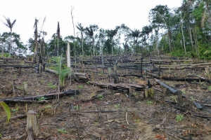 Wylesianie Amazonii na rekordowym poziomie