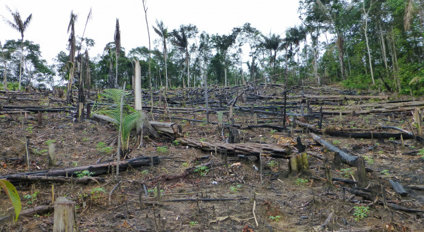 Wylesianie Amazonii na rekordowym poziomie