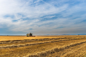 Rosja: Do 30 sierpnia zebrano 84,6 mln ton zbóż i bobowatych