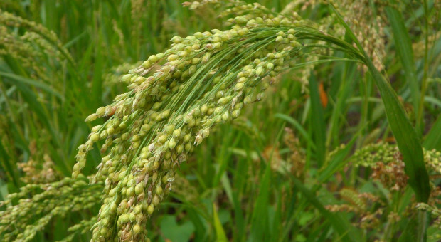 Ukraina: Zebrano prawie 40 milionów ton zbóż i bobowatych  
