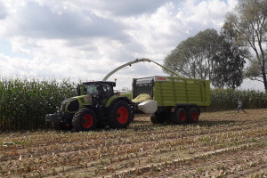 Rekord Polski: Niemal 80 ton zielonej masy kukurydzy z ha