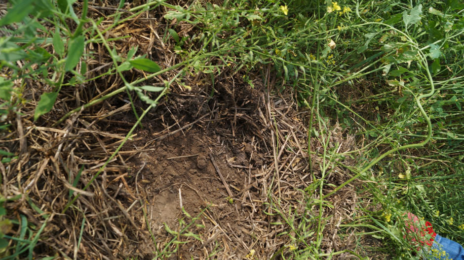 A tak wygląda gleba na polu pod gorczycą. Rolnik mówi, że jej ściółkowy zapach i obfita obecność dżdżownic, świadczy, że gleba jest zdrowa. 