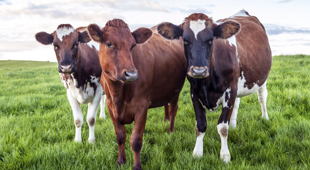 Alternatywne rasy bydła mlecznego: ayshire i guernsey