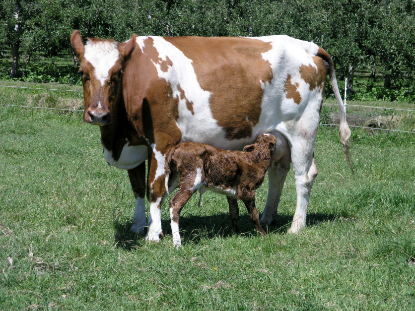 Krowa rasy Ayshire z cielęciem