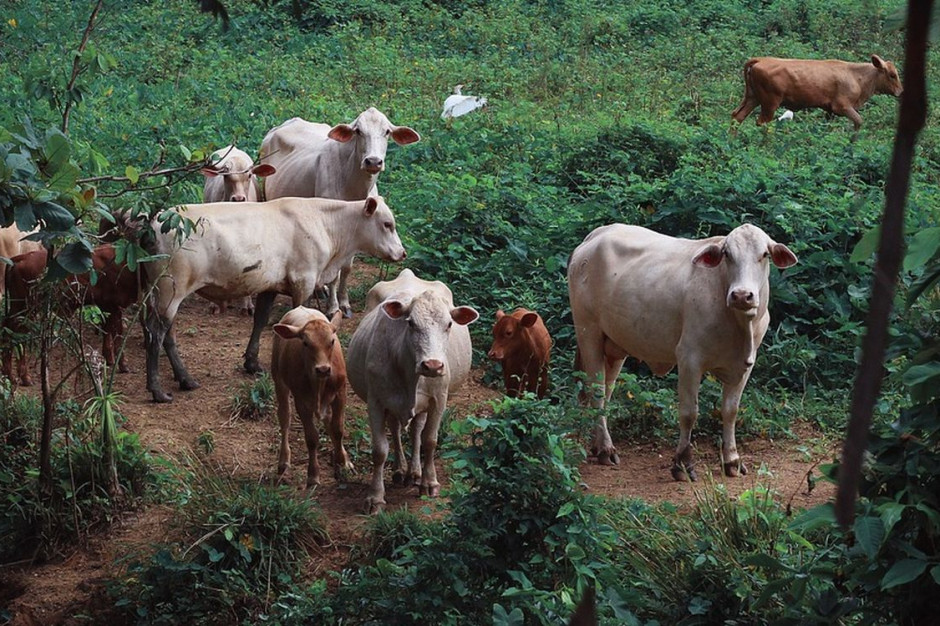 Zamachowcy używają krów w charakterze żywych bomb, fot. Pixabay