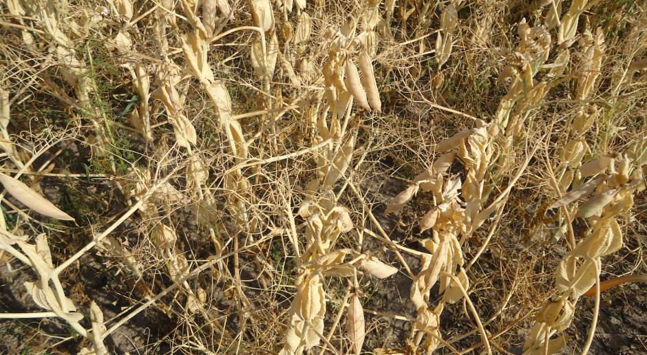 Fot. farmer.pl MRiRW: nowe regulacje dot. szacowanie szkód suszowych w rolnictwie