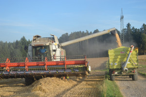 W Rosji zebrano prawie 90 mln ton zbóż i bobowatych