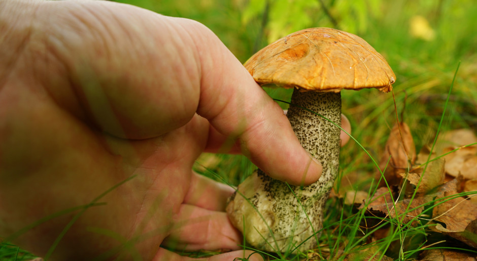 Fot. Shutterstock Trzeba zachować ostrożność podczas grzybobrania wz. z ASF