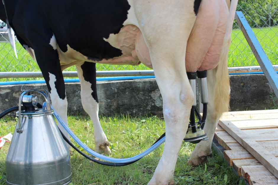 Cena mleka spada od początku 2023 r., fot. Ł.Ch.