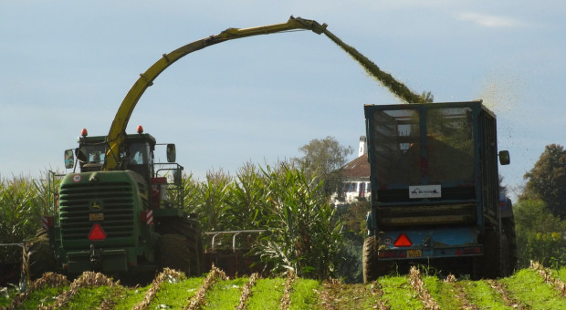 Ukraina: Rozpoczęły się zbiory kukurydzy
