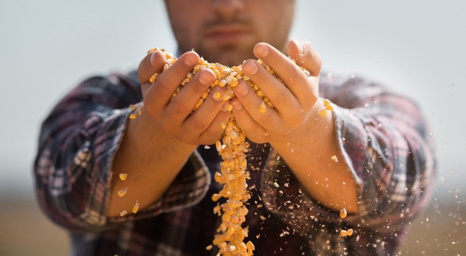 fot. Shutterstock Cena zbóż ponownie się obniżyła – kukurydzy również