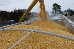 Rządowy cel zakupów białoruskich zbóż prawie zrealizowany 