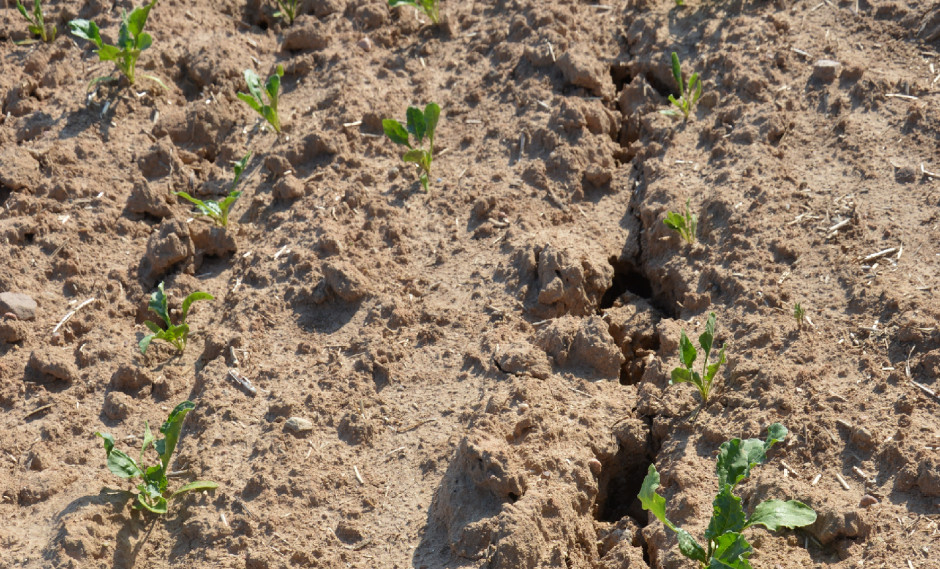 Jak twierdzą rolnicy problemem przy uprawie buraków cukrowych w siewie pasowym na ciężkich glebach jest brak możliwości zamknięcia bruzdy siewnej. 