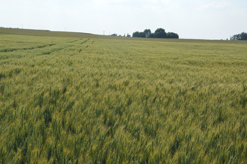 Co roku rolnicy testują na swoich polach nowe odmiany pszenicy. Na zdjęciu odmiana Wilejka wysiana w październiku, rozstaw rzędów wynosi 16,7 cm. Zdjęcie z początku czerwca. 