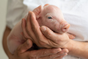 Pogłowie świń mniejsze o ponad milion niż przed rokiem