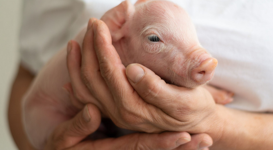 fot. Shutterstock Pogłowie świń mniejsze o ponad milion niż przed rokiem
