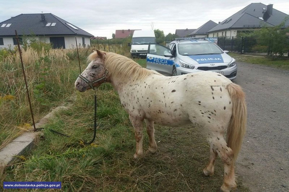 Właściciel nie zauważył, że koń wydostał się z pastwiska i ruszył na wędrówkę, fot. Policja
