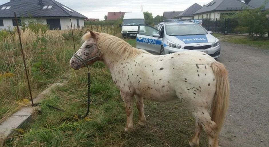 Właściciel nie zauważył, że koń wydostał się z pastwiska i ruszył na wędrówkę, fot. Policja Po lesie błąkał się kucyk, właściciela znaleziono przez internet