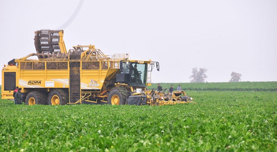 fot. H. Jarosławska IERiGŻ: Prognozy średniego plonu korzeni buraka ok. 60 t/ha