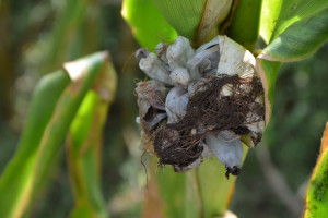 Kukurydza ziarnowa jest już zbierana – problem z głownią 