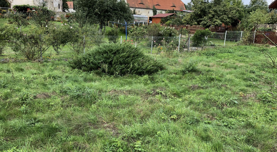 Wydzierżawiona wcześniej działka po roku "uprawiania"; fot. czytelnik "Farmera" Ziemia z ZWRSP w dzierżawę dla wybranych