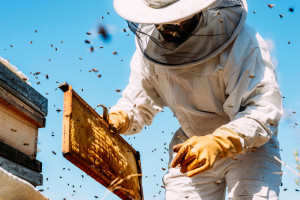 Podkarpackie: pszczelarze zebrali średnio 22 kg miodu z ula