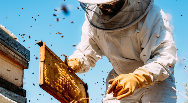 Dziś rusza pomoc dla pszczelarzy