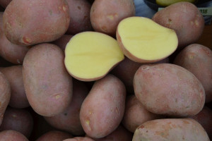 Słaba jakość – problem z ziemniakiem skrobiowym 